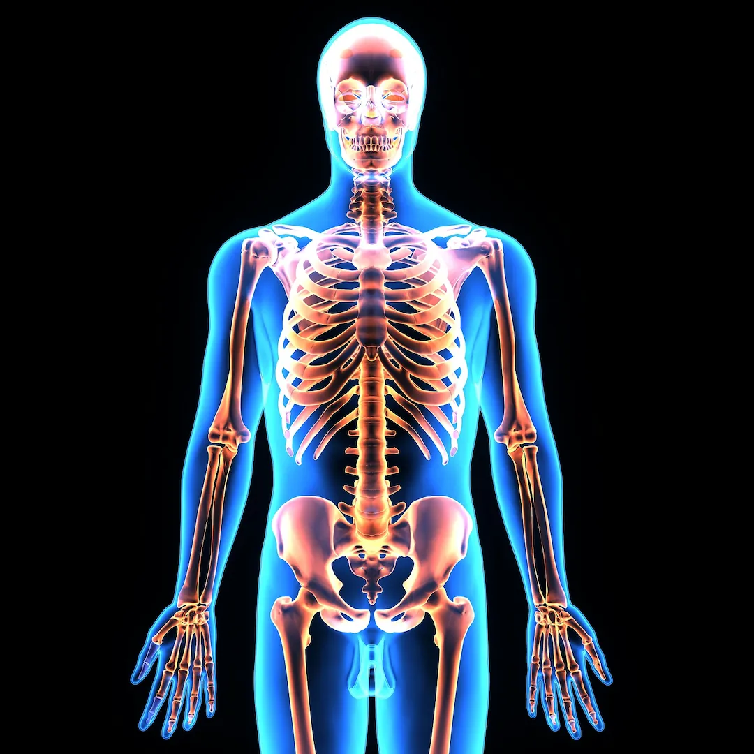 Skeleton Skeleton