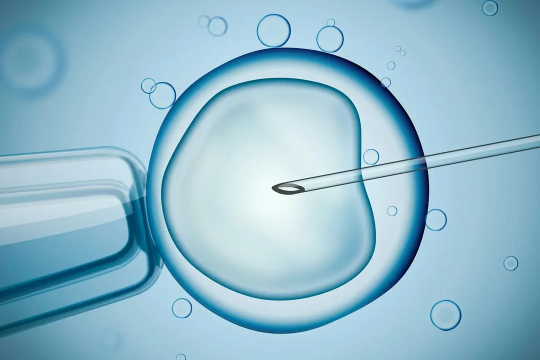 Fertility IVF Fertility Aid Visualization Under Microscope.